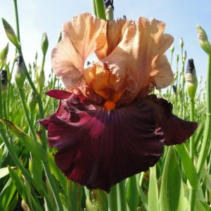 Iris Germanica Chinese New Year