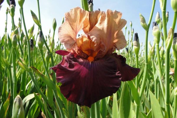 Iris Germanica Chinese New Year