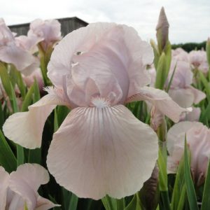 Iris Germanica Concoction