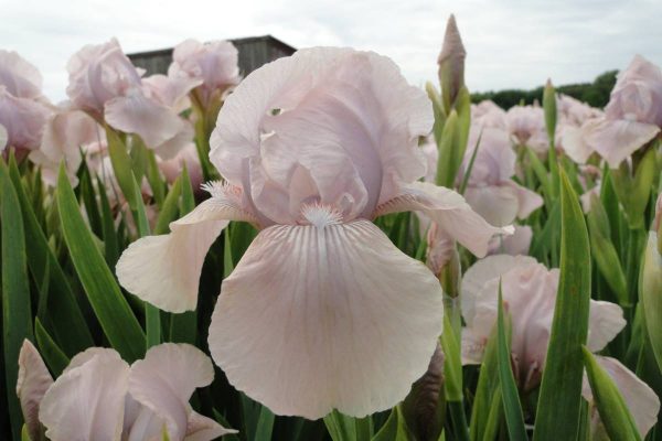 Iris Germanica Concoction