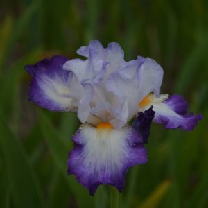 Iris Germanica Conjuration