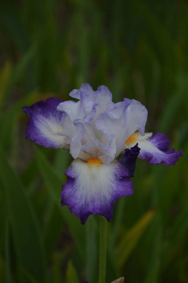 Iris Germanica Conjuration