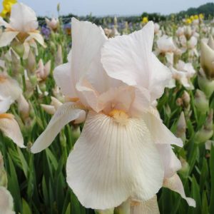 Iris Germanica Constant Wattez