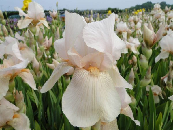 Iris Germanica Constant Wattez