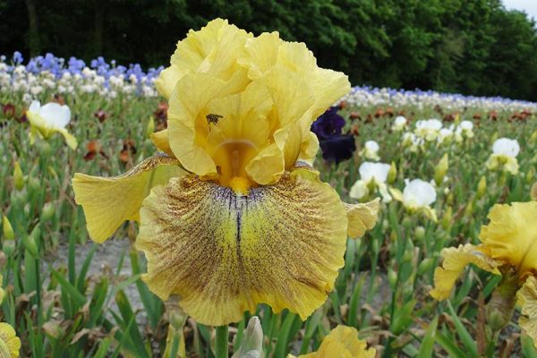 Iris Germanica Dessert Echo
