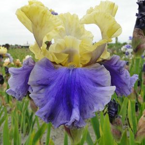 Iris Germanica Edith Wolford