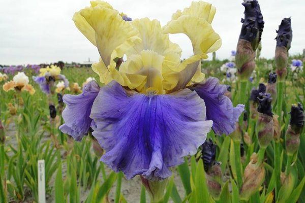 Iris Germanica Edith Wolford