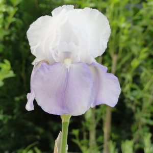 Iris Germanica Fantasy
