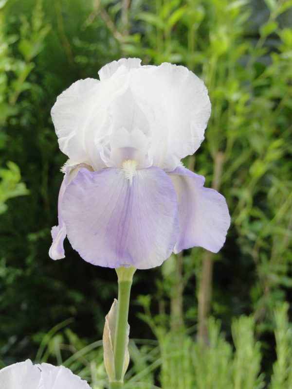 Iris Germanica Fantasy