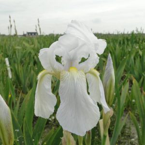 Iris Germanica Florentina