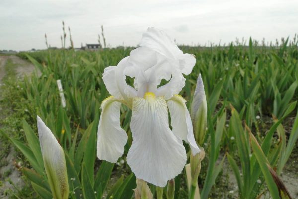Iris Germanica Florentina