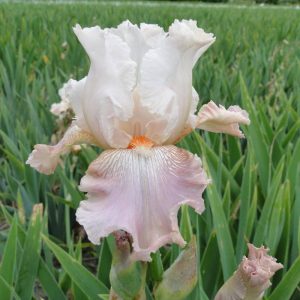 Iris Germanica Frappe