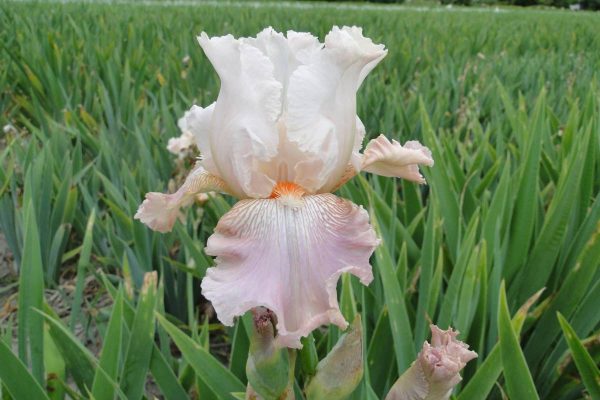 Iris Germanica Frappe