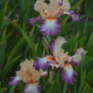 Iris Germanica Fruitsation