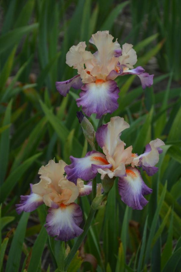 Iris Germanica Fruitsation
