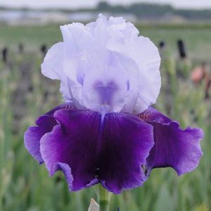 Iris Germanica Gay Parasol