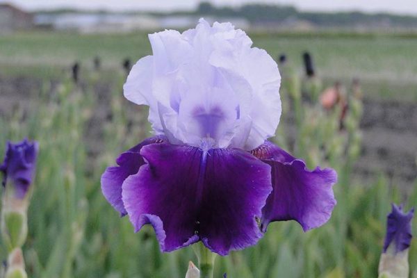 Iris Germanica Gay Parasol
