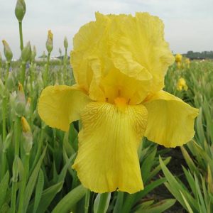 Iris Germanica Goldfackel