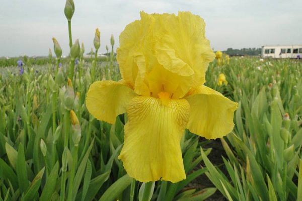 Iris Germanica Goldfackel
