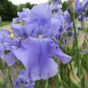 Iris Germanica Harbor Blue