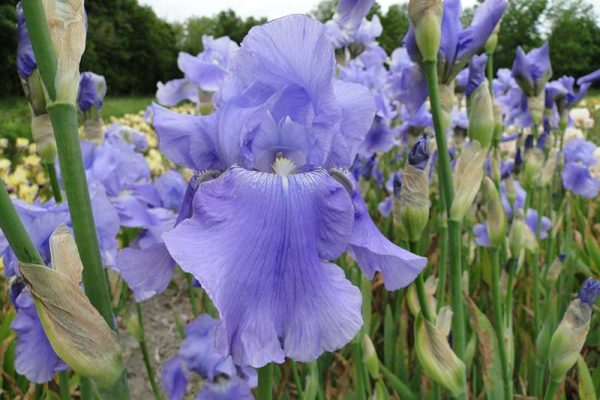 Iris Germanica Harbor Blue