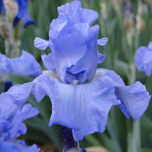Iris Germanica Hilo Shore