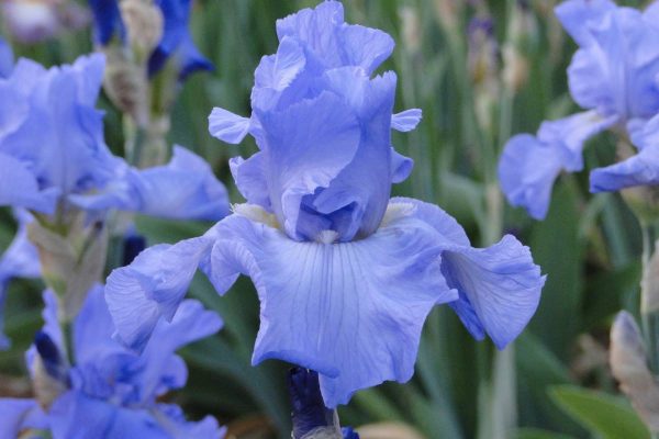 Iris Germanica Hilo Shore
