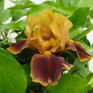 Iris Germanica Hissey Fit
