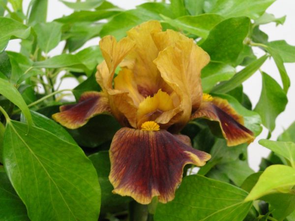 Iris Germanica Hissey Fit