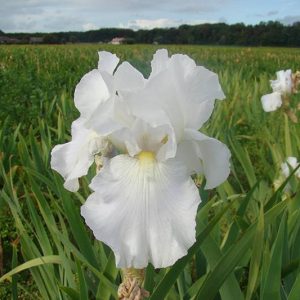 Iris Germanica Immortality