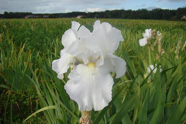 Iris Germanica Immortality