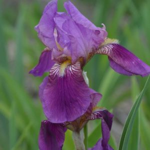 Iris Germanica Imperator