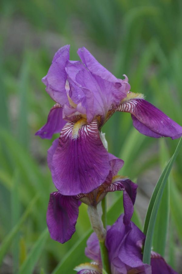 Iris Germanica Imperator
