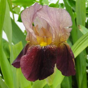 Iris Germanica Indian Chief