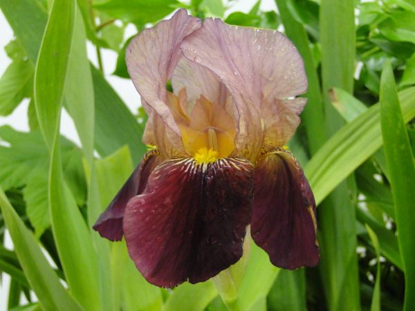 Iris Germanica Indian Chief