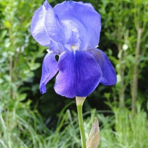 Iris Germanica Joanna
