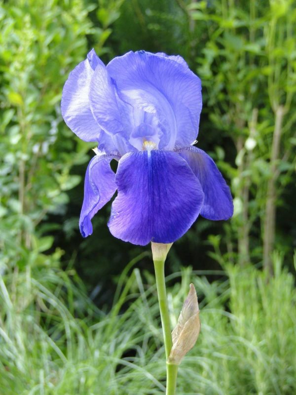 Iris Germanica Joanna