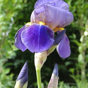 Iris Germanica Lent A Williamson