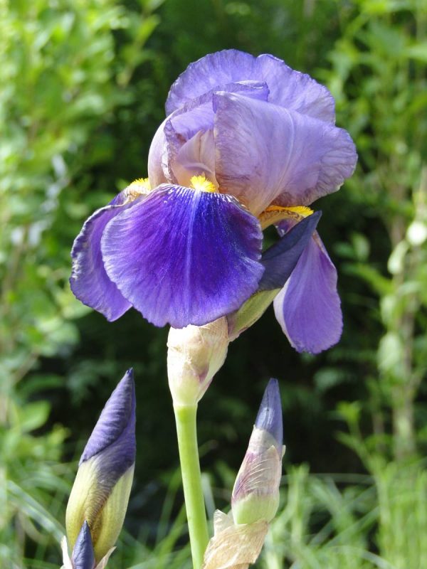 Iris Germanica Lent A Williamson