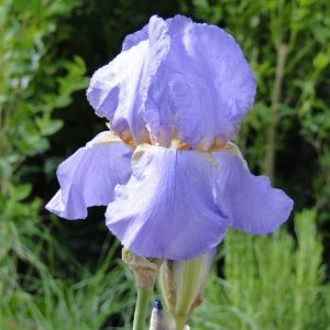 Iris Germanica Lovely Again