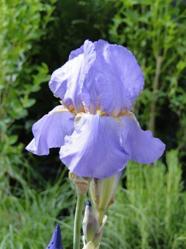 Iris Germanica Lovely Again