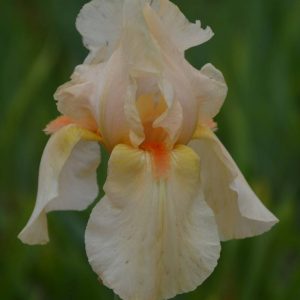 Iris Germanica Lunar Fire