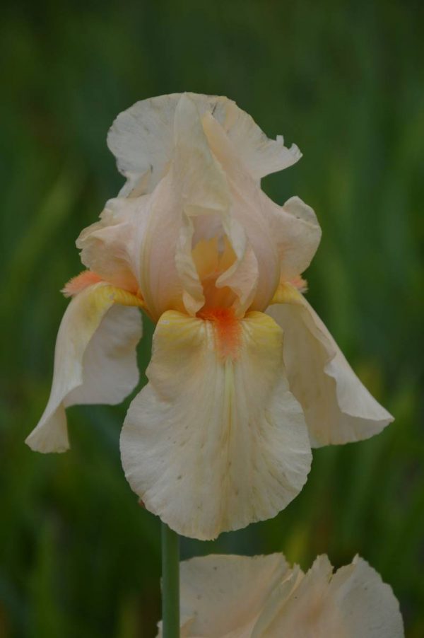 Iris Germanica Lunar Fire