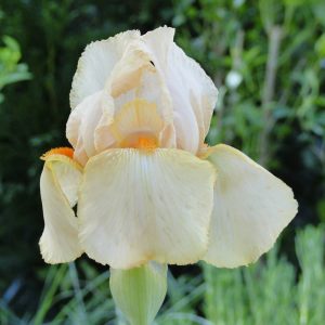 Iris Germanica Madamme Francois Debat