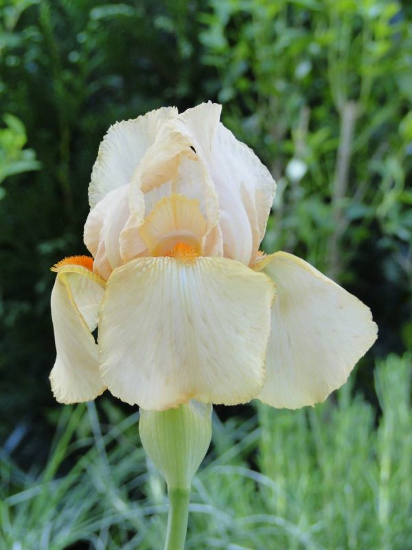Iris Germanica Madamme Francois Debat
