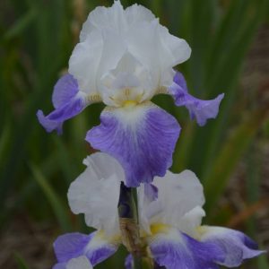 Iris Germanica Mission Ridge