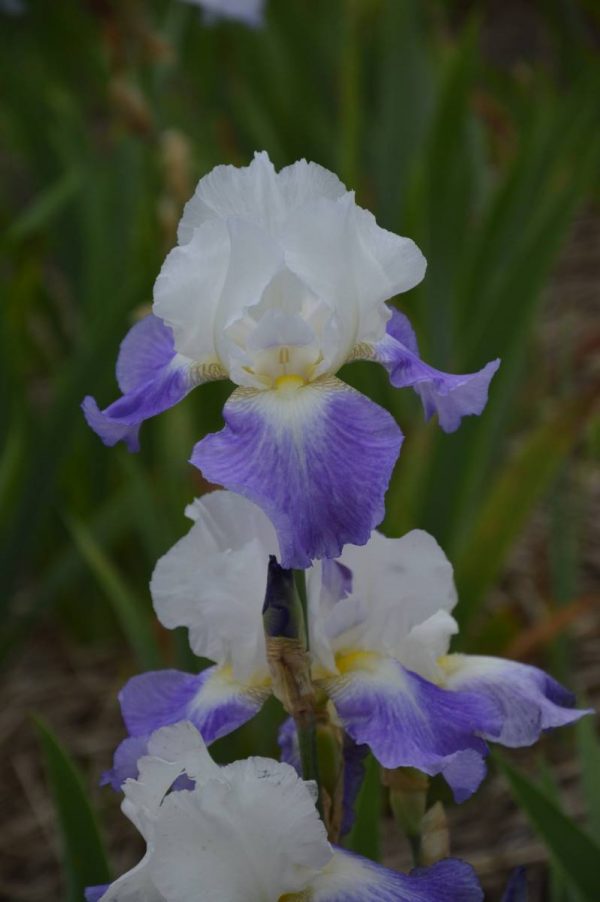 Iris Germanica Mission Ridge