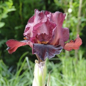 Iris Germanica Morning Show