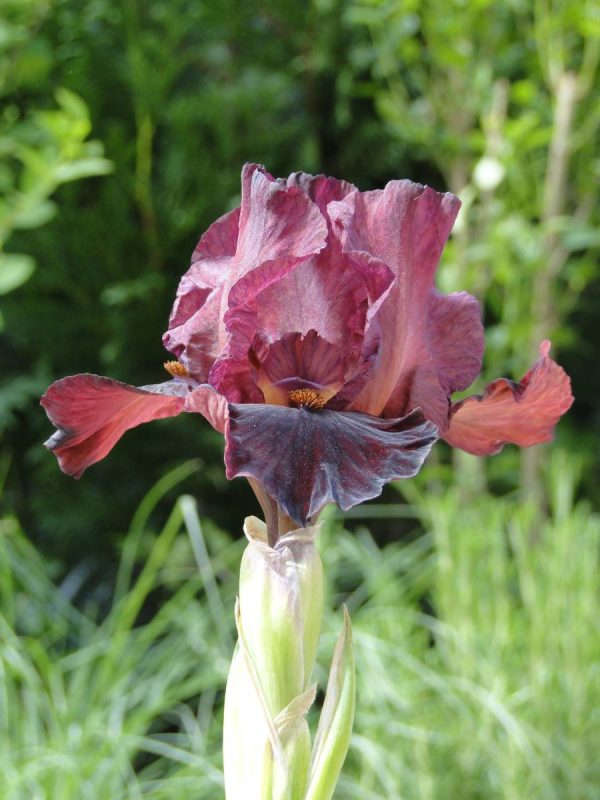 Iris Germanica Morning Show