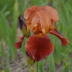 Iris Germanica Natchez Trace